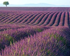 拓展训练基地-崇明岛